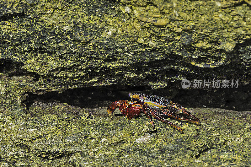 Grapsus Grapsus是美洲西海岸最常见的螃蟹之一。它被称为“红岩蟹”和“莎莉莱特福特蟹”。